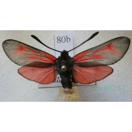 Zygaena minos (Denis & Schiffermüller, 1775) Kraśnik biedrzeniowiec Czech80b